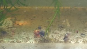 Корм для рыбок. ГРИНДАЛЬ. Разведение. Живой корм для рыб.