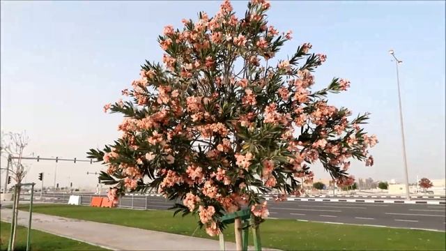 Nerium Oleander  In Qatar