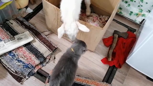 Дождалась! Коза окотила козлика-богатыря. смотреть онлайн