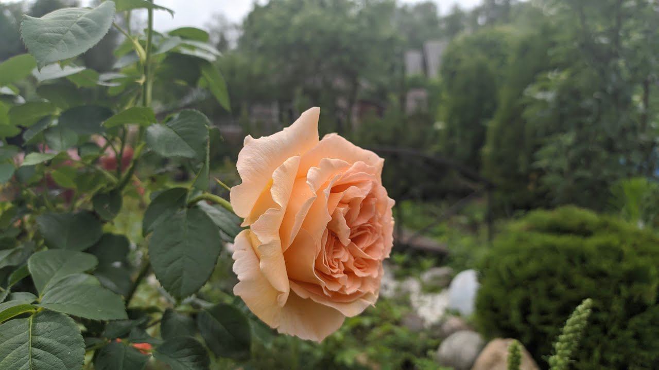 Розы.Первая волна цветения. Северо -Западный регион. Июль. смотреть онлайн