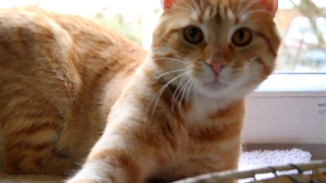 Red cat смотреть онлайн