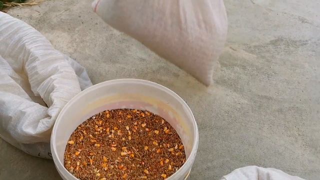 Обеззараживание корма голубям/Disinfecting feed for handling pigeons смотреть онлайн