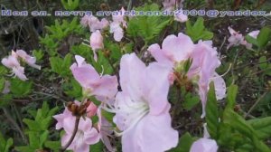 13 05 20г  Цветение рододендрона Шлиппенбаха