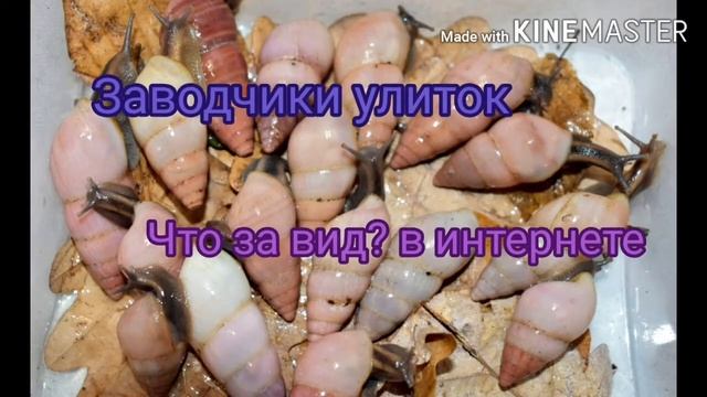Заводчики улиток VS Улитководы смотреть онлайн