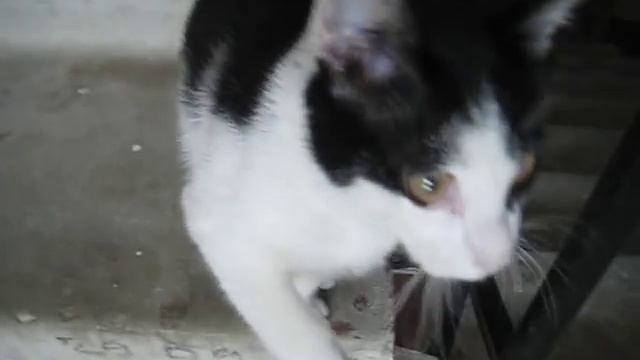 НУ очень ласковый котенок смотреть онлайн