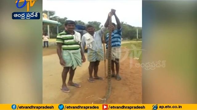 10 Ft Python Found at Neelavathi | Killed by Locals | at Vizianagaram Dist смотреть онлайн