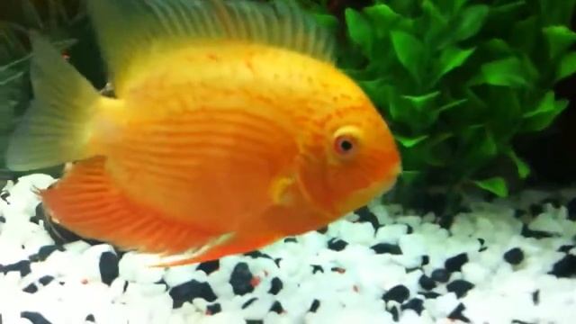 Цихлазома Северум и Красный Попугай (Red Parrot)