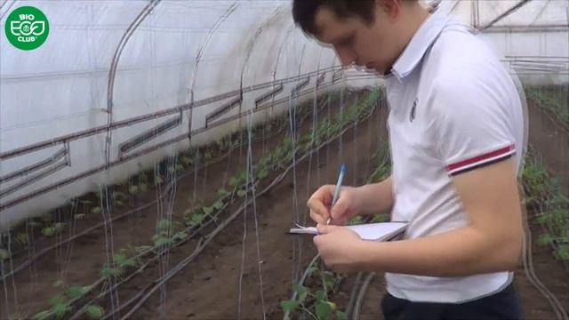 №1 Паутинный клещ на рассаде огурца первые очаги Кутузовка смотреть онлайн