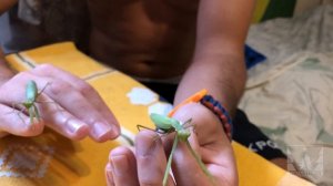 Богомол. Подробно о содержании в домашних условиях