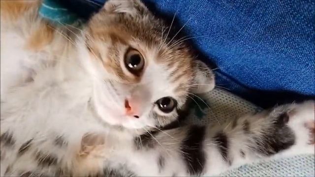 День рождения Жени.Дачные выходные.Природа.Рыбалка.Наушники для Вики.Бассейн.Посадка растений. смотреть онлайн