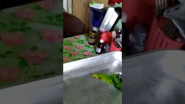 Ферментируем Иван чай