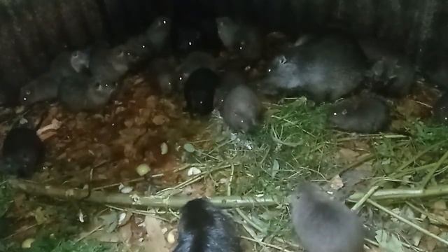 Зерно сої в раціоні для нутрій - чекай великих проблем .