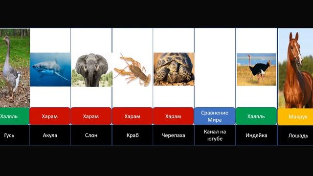 Халяль и Харам Мясо Животных в Исламе  Halal And Haram Animal Meat In Islam. Мясо лошадь