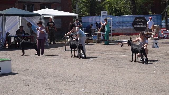 Моно  доберманов Томск 12.06.2016
