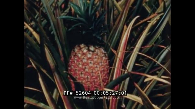 HONOLULU HAWAII 1940s TRAVELOGUE FILM SURFING WAIKIKI BEACH & DIAMOND HEAD 52604 смотреть онлайн