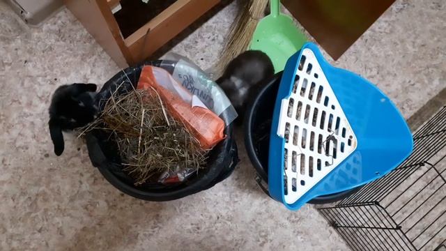 Как выглядит миниатюрный вислоухий кролик в 4 месяца смотреть онлайн