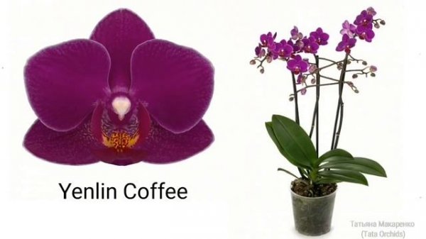 Орхидея ФАЛЕНОПСИС | ОПРЕДЕЛИТЕЛЬ СОРТА | Orchid Phalaenopsis. Qualifier of a grade. орхидеи orchid