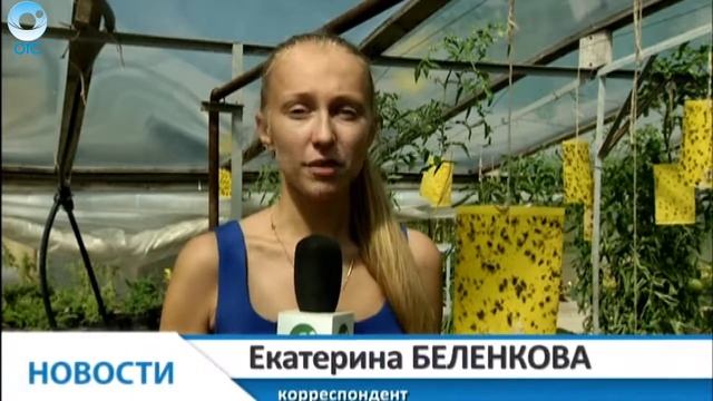 Урожай в опасности. В этом году семейство пасленовых атаковали бабочки белокрылки. смотреть онлайн