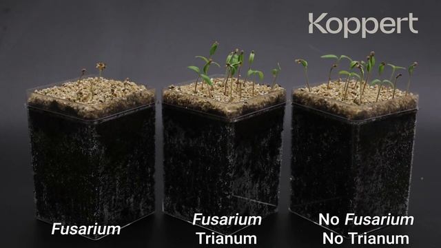 Trichoderma harzianum T22 combats Fusarium oxysporum in tomato смотреть онлайн