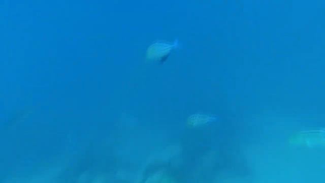 Снорклинг на Мальдивах. Южный Атолл. Olhuveli Beach and Spa Maldives Home Reef. смотреть онлайн