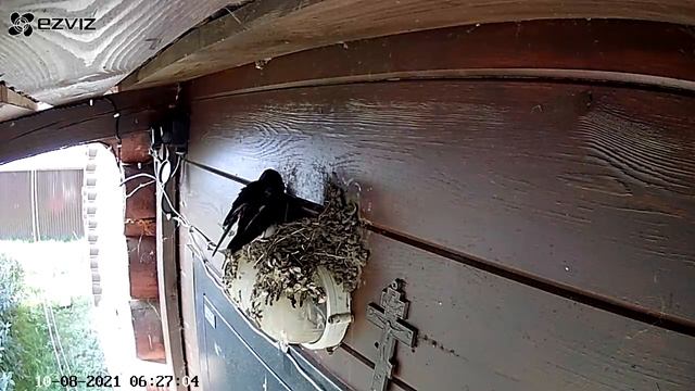 День из жизни ласточек. часть 2.