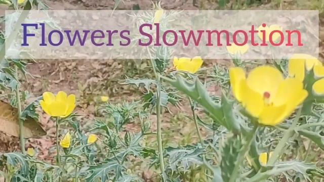 Natural Video EP - 46 | Argemone mexicana Plant Farming Videography смотреть онлайн