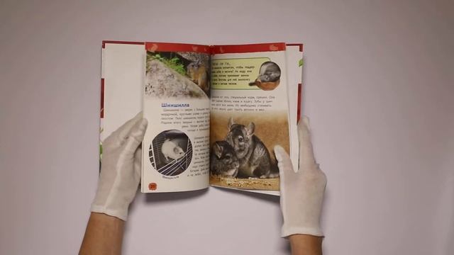 Домашние питомцы (Энциклопедия для детского сада) смотреть онлайн