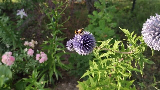 ?Цветение роз. Август 2022. Прогулка по саду. смотреть онлайн