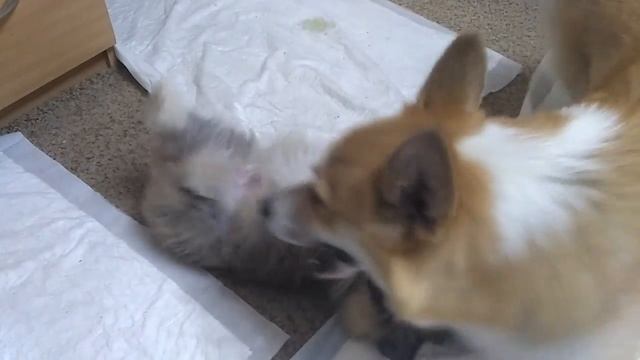Маленький корги флаффик смотреть онлайн