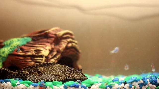 Парчовый сом Иннокентий/ Pterygoplichthys gibbiceps Innocent смотреть онлайн
