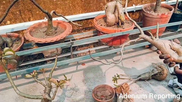 How to Report Adenium। Soilmix। Care of Adenium। Desert Rose Rooftop। смотреть онлайн
