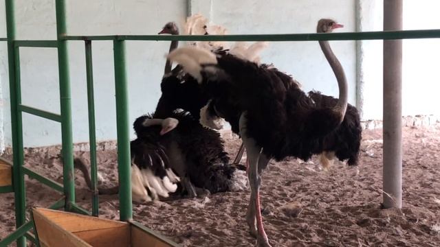Туякуш жужалари. Цыплята Страуса #страус #straus #tuyaqush #ostrich #туякуш #uzbekistan #tashkent смотреть онлайн