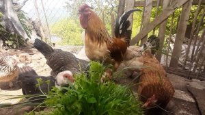 ДОМАШНИЕ ПТИЦЫ КУШАЮТ МОКРИЦУ