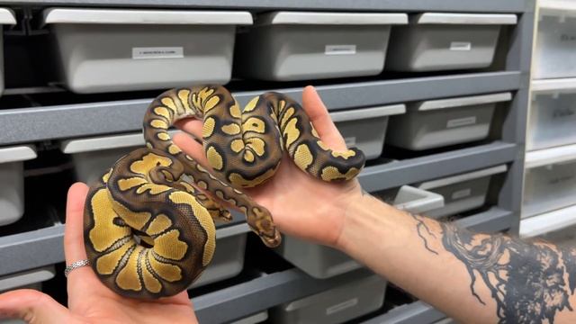 Full Holdback Rack Tour!! Some Snakes That I Have Never Shown Before смотреть онлайн