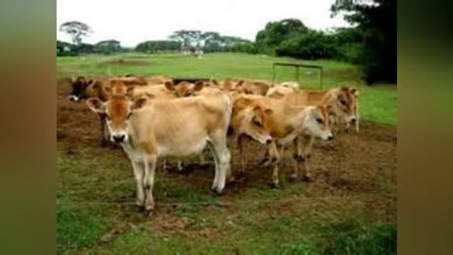Región de los Llanos смотреть онлайн