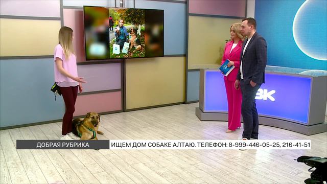 «Добрая рубрика»: пес Алтай ищет дом смотреть онлайн