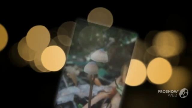 Mycena cystidiosa - fungi kingdom смотреть онлайн