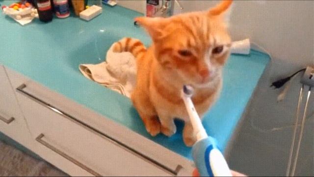 Прикол с котом и зубной щеткой смотреть онлайн
