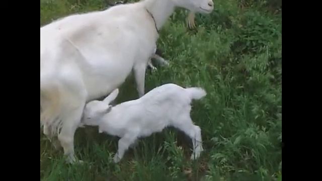 Игры козлят-2 смотреть онлайн