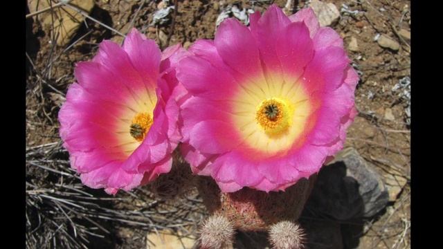 Hiker's Guide to Hedgehog & Pincushion cacti смотреть онлайн