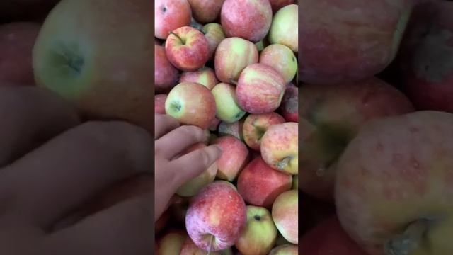 Яблоки новый урожай оптом