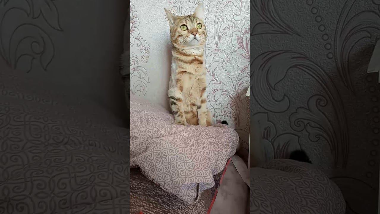 4 февраля 2020 г. смотреть онлайн