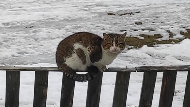 КОТ сидит на заборе и смотрит в окно. Зову кота домой смотреть онлайн