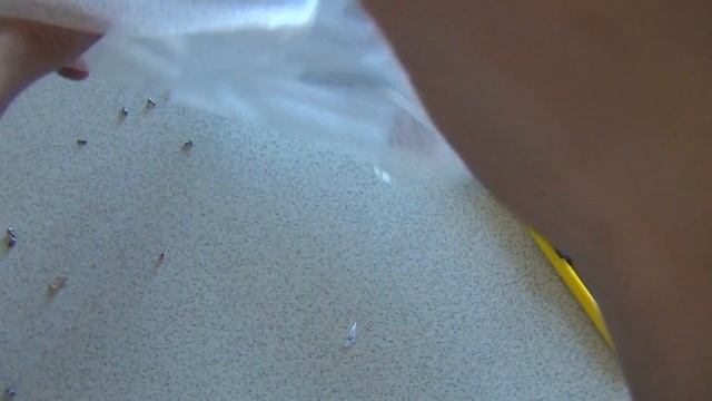 E90 жив! (замена шлейфа на Nokia E90 Communicator)