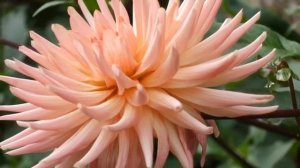 Красивая музыка и цветы! Самая красивая мелодия на свете    Эту музыку можно слушать вечно