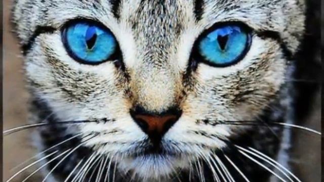 Красивые животные! Чудеса природы!