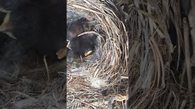 Птенцы в оранжерее. Chicks on the chelf смотреть онлайн