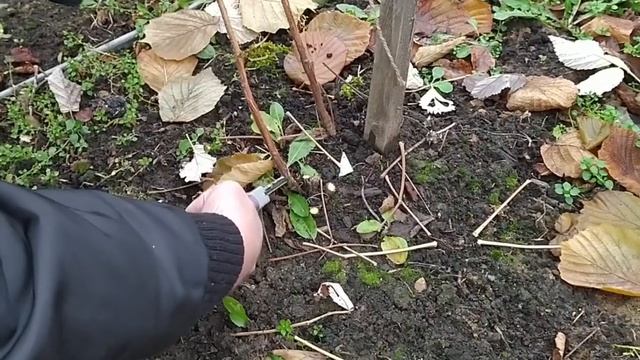 Обрезка малины ремонтантной осенью.Учимся вместе. смотреть онлайн