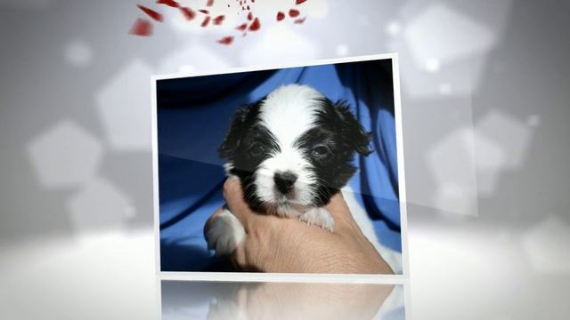 Презентация щенков. Порода: Папийон смотреть онлайн