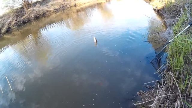 Щука на живца весной! 30. 04 . 2016 смотреть онлайн